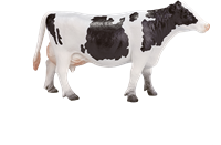 Mojo Farm speelgoed Holstein Koe - 387062